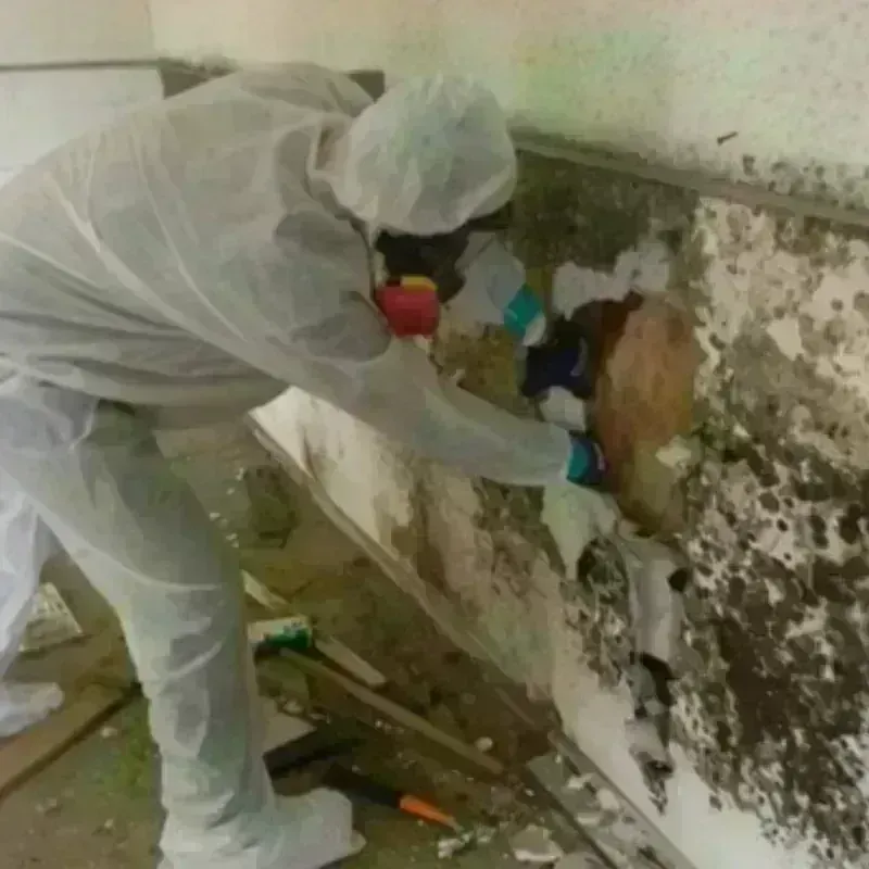 Mold Remediation and Removal in Cumberland, KY